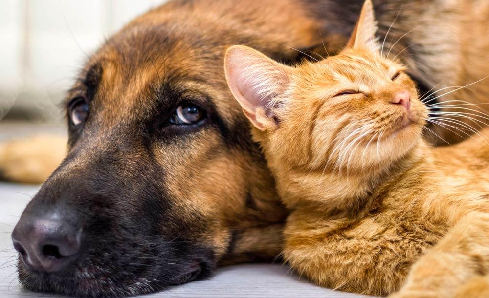 Animais domesticados