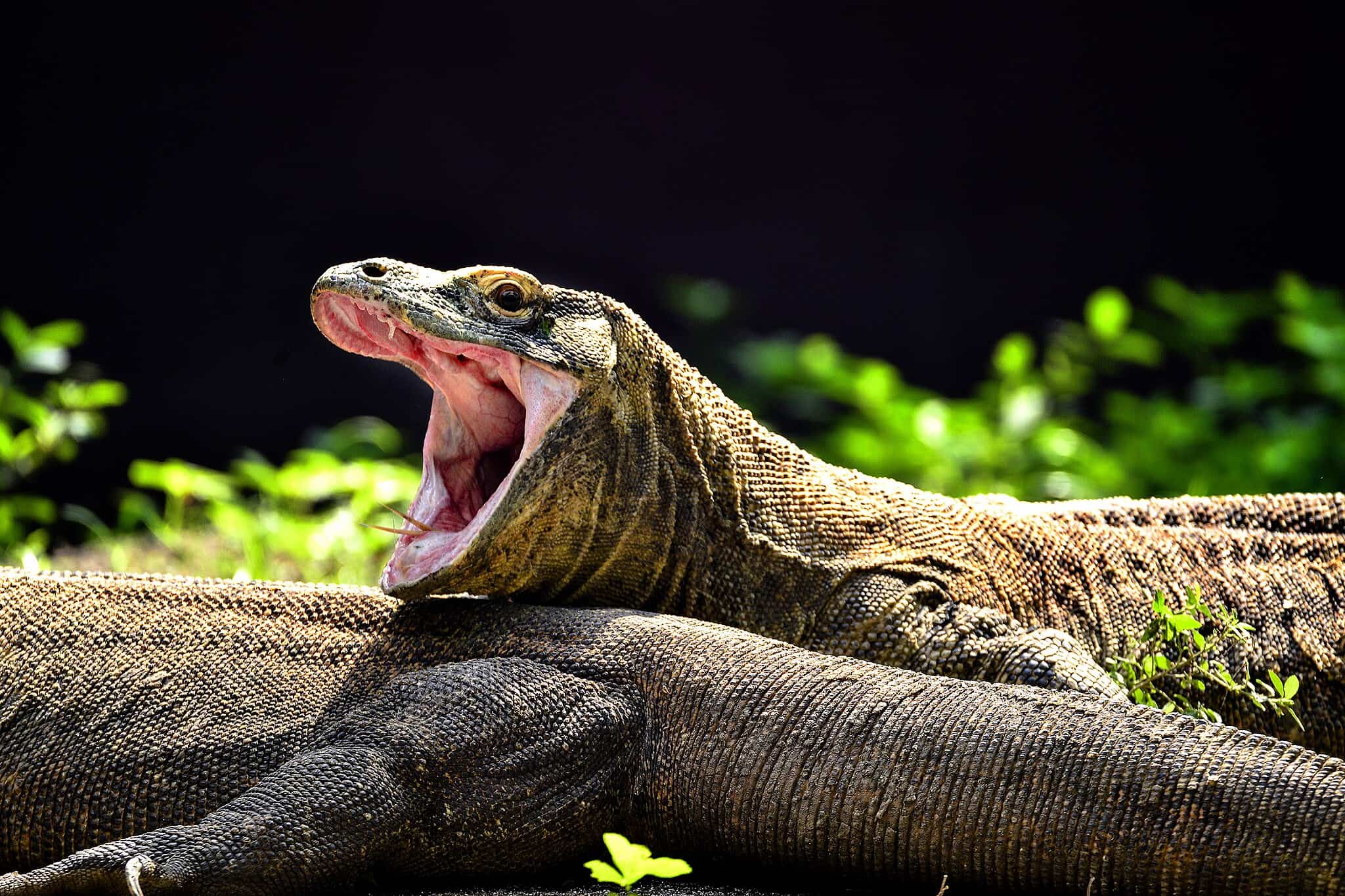 dragao de komodo