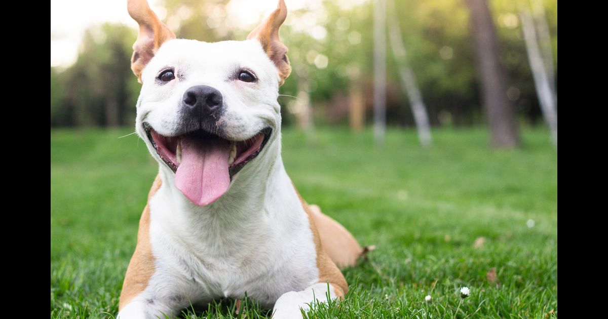 Curiosidades sobre cachorros