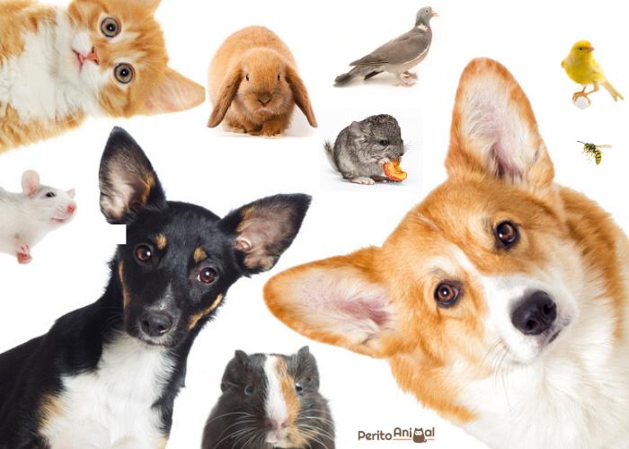 Animais Domésticos