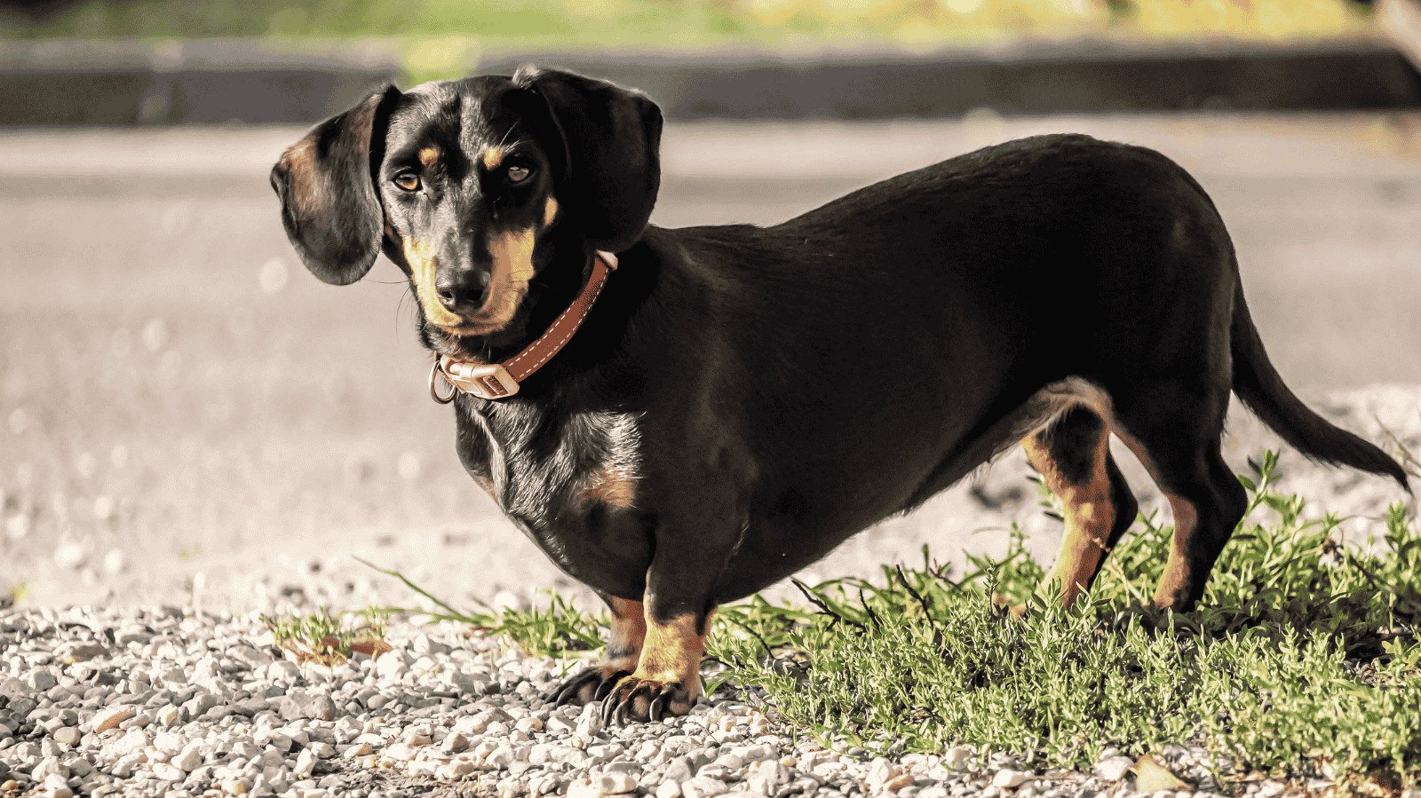 cachorro salsicha