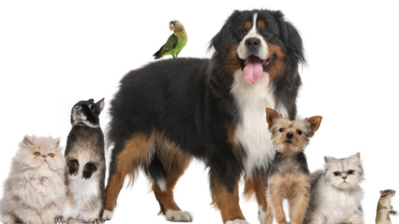 animais de estimação