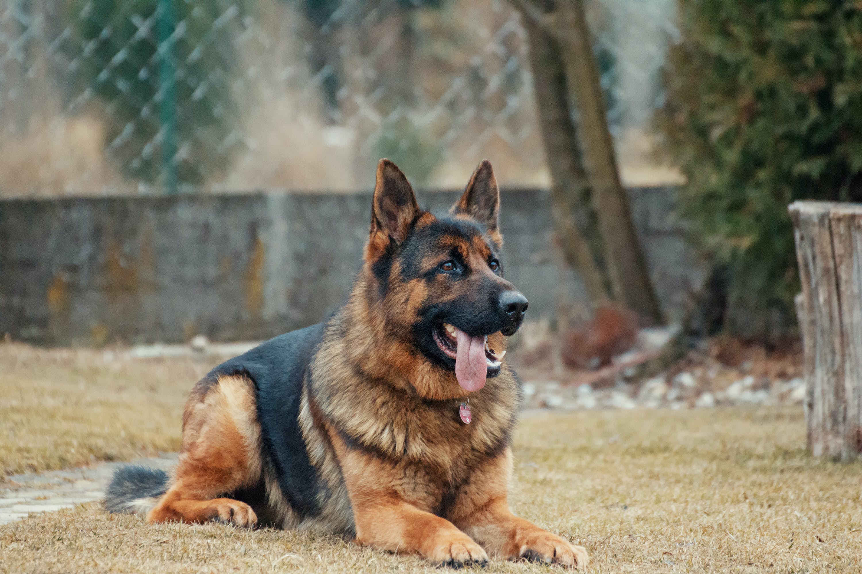 Antibiótico para Cachorros