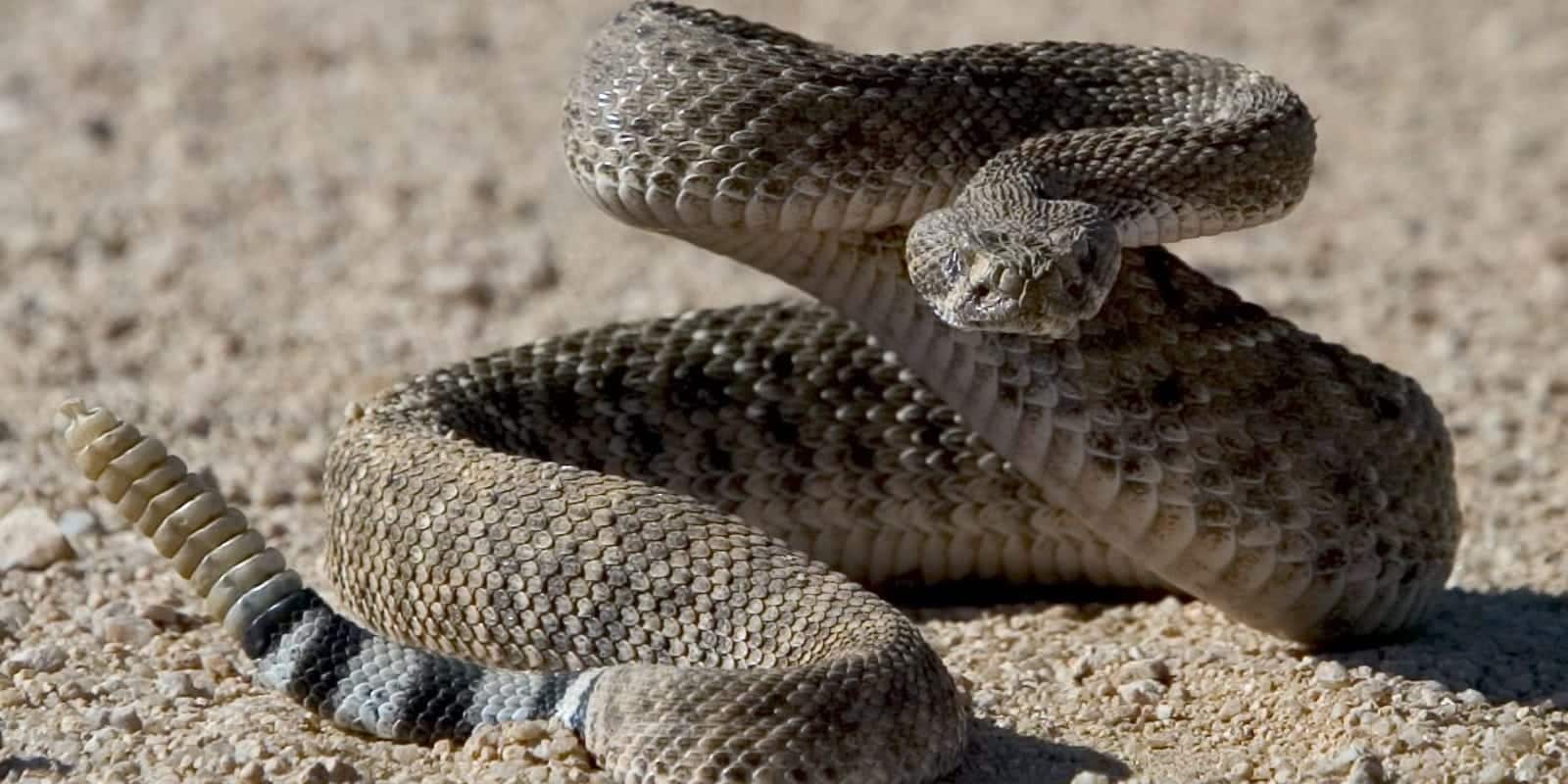 cobras cascavéis