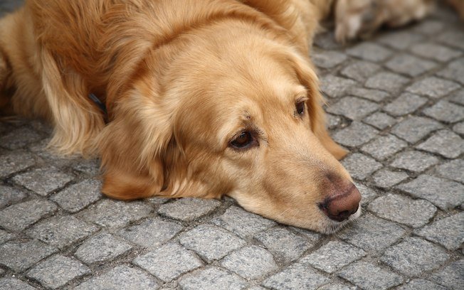 Curiosidades sobre cachorros