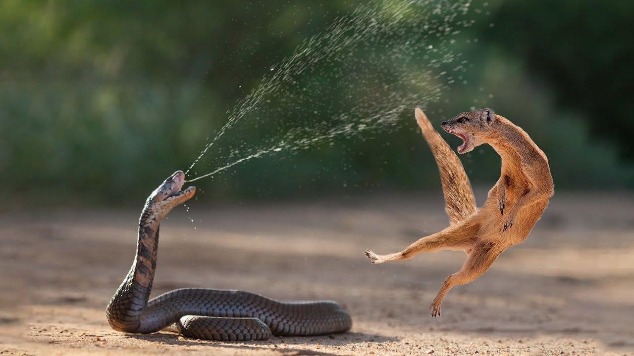vídeos de animais
