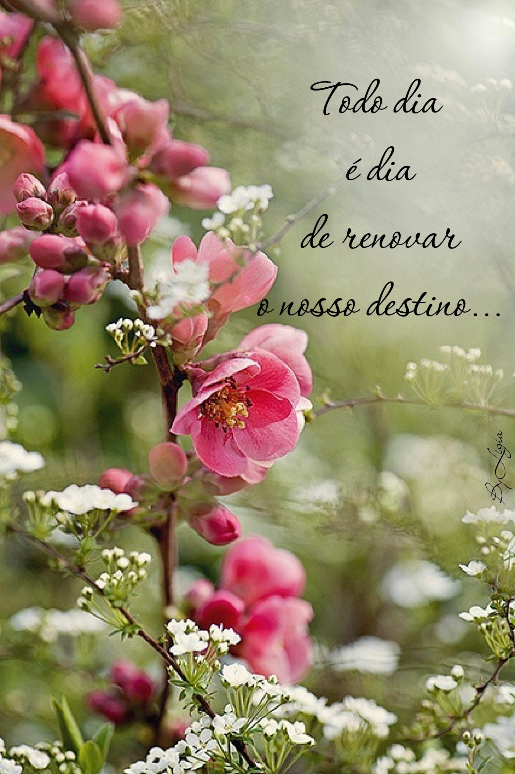 msg de bom dia com flores
