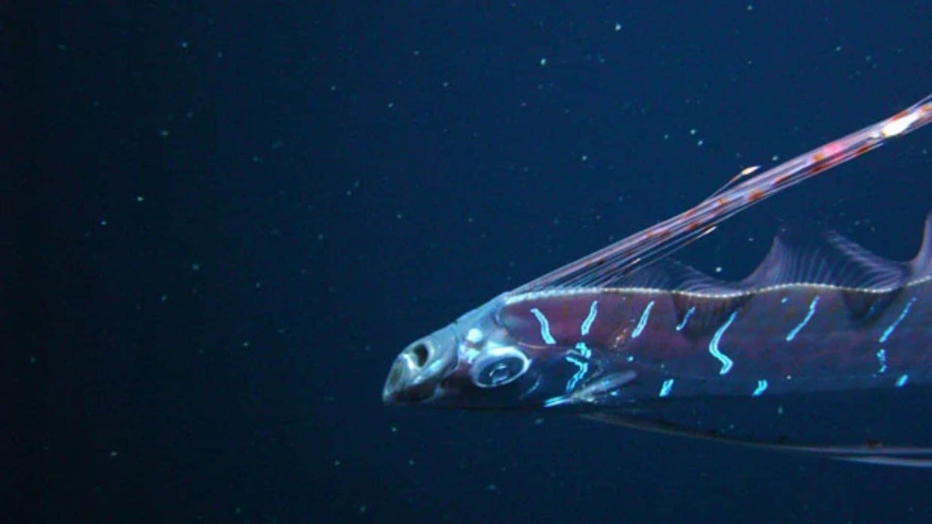 peixe-remo