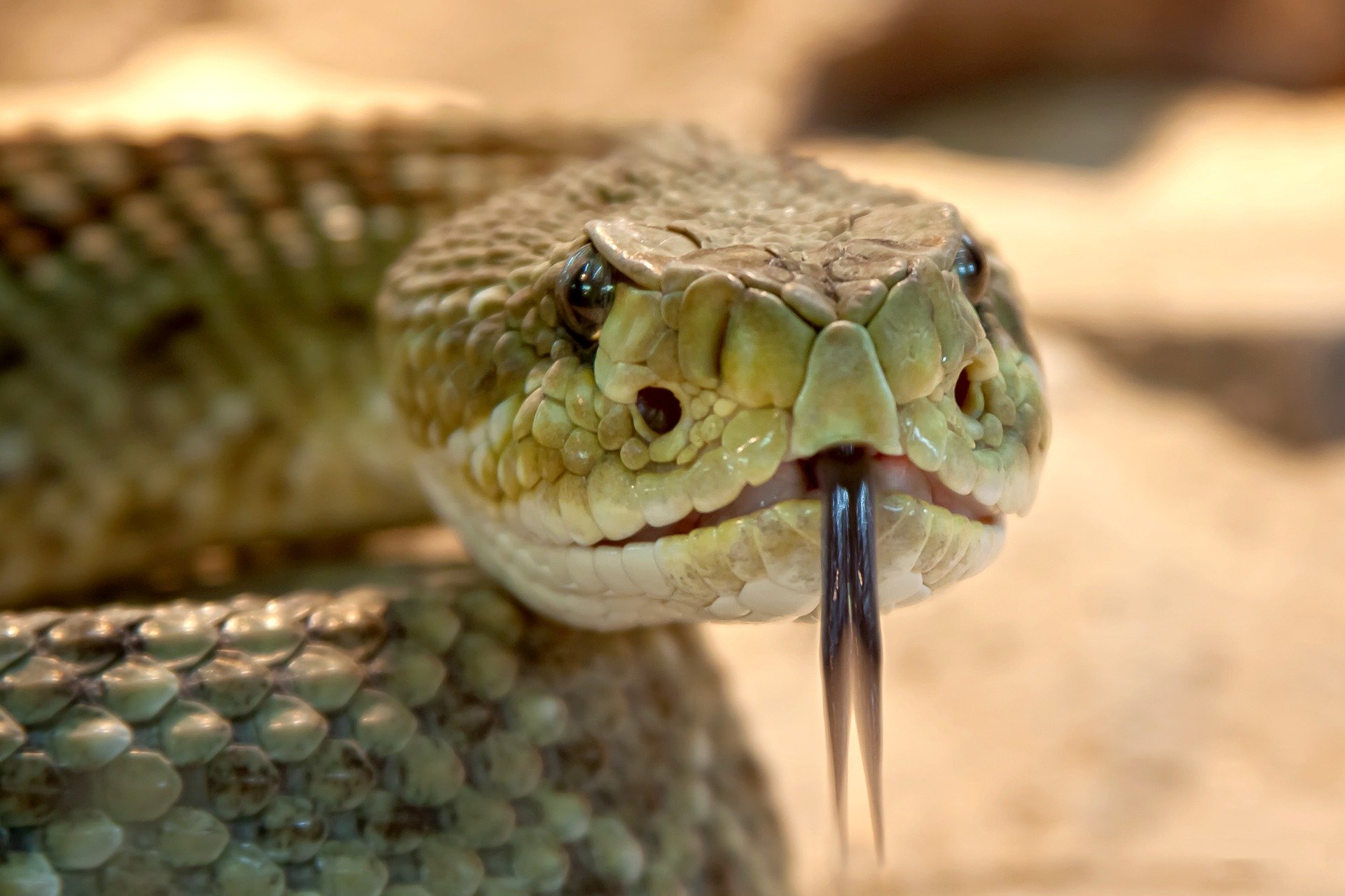 o que significa sonhar com cobra