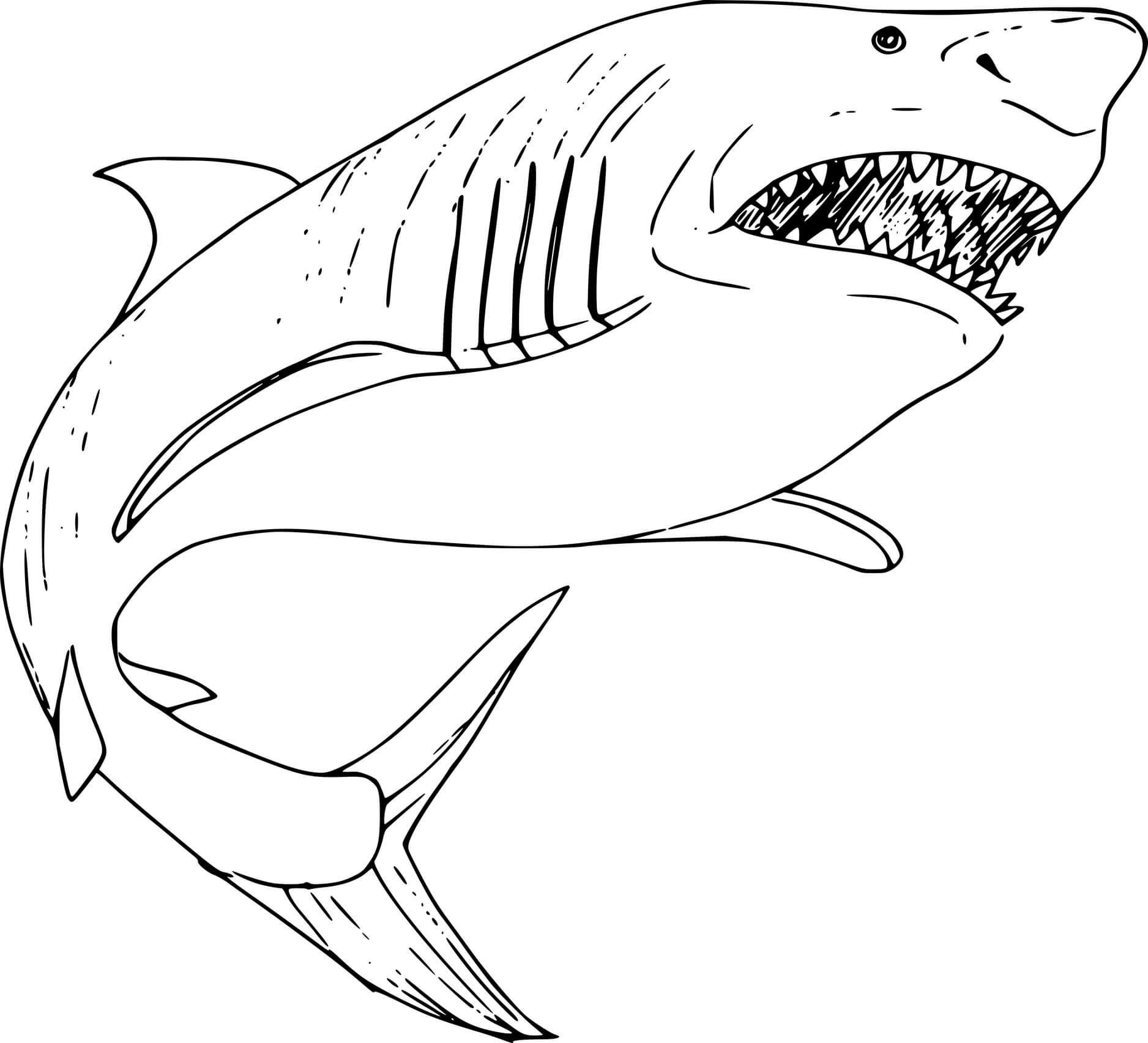 Tutubarão desenho