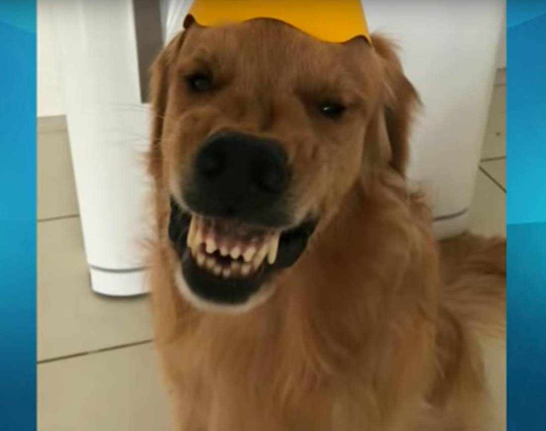vídeos engraçados de animais