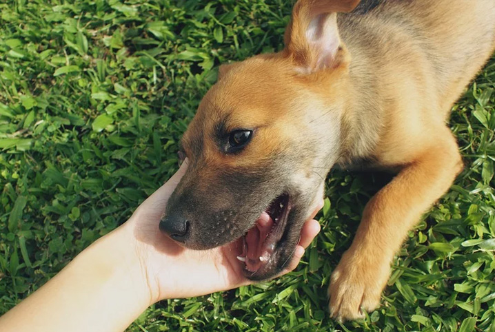 nome de cachorro de pobre