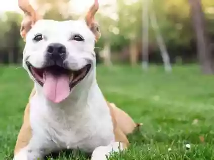 Curiosidades sobre cachorros; saiba algumas que talvez você nunca imaginou