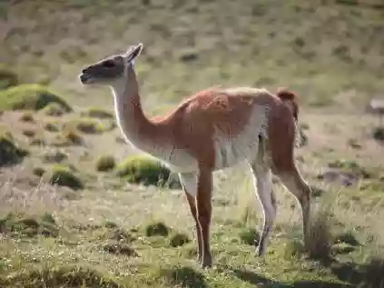 Animais com G: veja alguns nomes
