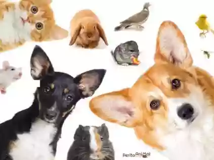 Animais domesticados: saiba mais!