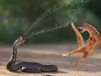 Vídeos de animais: confira alguns curiosos e divertidos