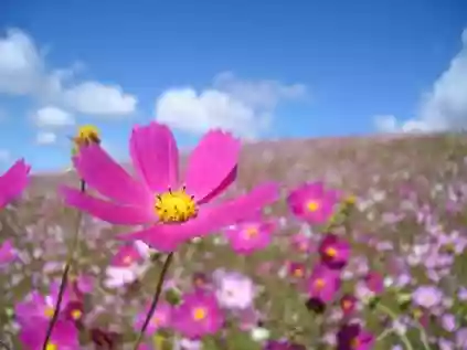 Flor do campo: tipos, significado e ideias de decoração