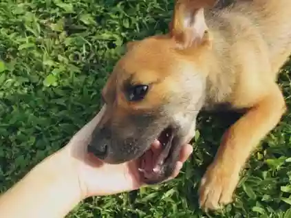 Confira 100 opções bem divertidas de nome de cachorro de pobre