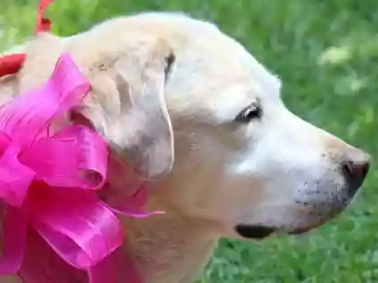 Confira os nomes de cachorro fêmea mais populares do Brasil!