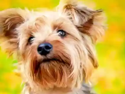 Confira tudo sobre o cachorro Yorkshire aqui