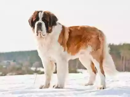 São Bernardo cachorro: confira informações sobre a raça