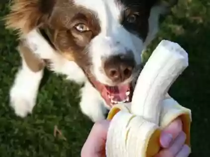 Cachorro pode comer banana?