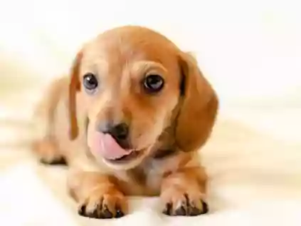 Confira 100 opções bem legais de nomes para cachorro pequeno