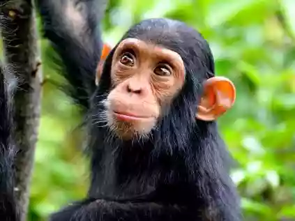 O que significa sonhar com macacos?