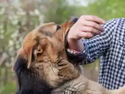 Sonhando com Cachorro Atacando: Veja o Significado!