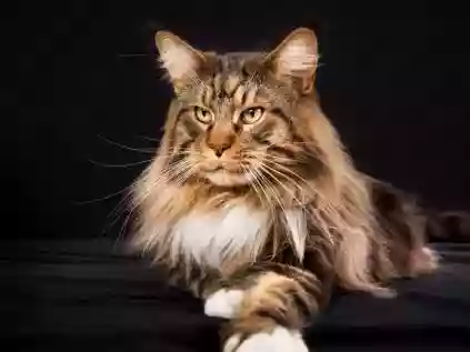 O Majestoso Maine Coon: O Gigante Carinhoso dos Gatos