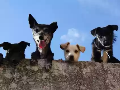 Benefícios do Pet Milk para o Bem-Estar do seu Animal de Estimação