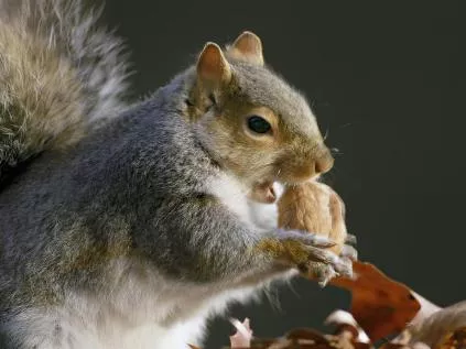 Esquilos - Curiosidades que Você Não Sabia (2026)