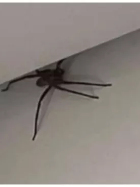 Aranha Gigantesca: O Mistério por Trás das Aranhas de Tamanho Inimaginável