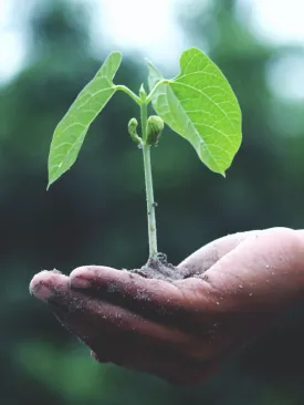 Cursos de Sustentabilidade: Descubra Como Aprender a Cuidar do Planeta e se Destacar no Mercado
