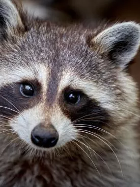 Guaxinins: Tudo o que Você Precisa Saber Sobre os Gênios Mascarados