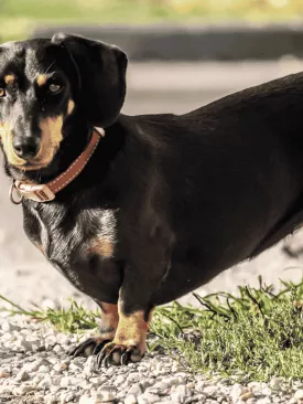 Cachorro Salsicha: Por que o Dachshund é o "Grande Cão em Frasco Pequeno" que vai conquistar você?