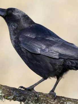 Corvo: Descubra por que eles são os gênios do reino animal (Guia 2026)