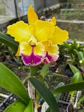 Orquídea: O Guia Definitivo de Cuidados Baseado em Experiência Real