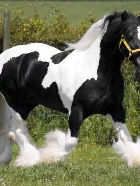 Tudo Sobre o Cavalo: Comportamento, Raças e Cuidados Práticos