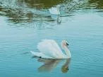 cisne