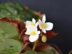 begônia