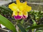 orquídea