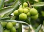 oliveira