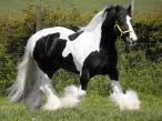 cavalo