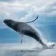 baleia