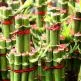 Bambu da Sorte