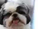 O Encantador Mundo do Shih Tzu: Conhecendo a Raça Querida