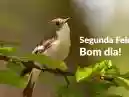 Bom Dia Segunda-Feira: Uma Oportunidade de Recomeço