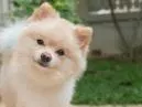 O Encanto do Cão Lulu da Pomerânia