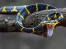  O que Significa Sonhar com Cobra? Descubra Agora e Entenda Seus Medos!